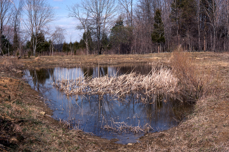 This vernal pool was either created or expanded by earth removal. This photograph from 1978 shows disturbed soils and a lack of vegetation around the perimeter. This vernal pool was either created or expanded by earth removal. This photograph from 1978 shows disturbed soils and a lack of vegetation around the perimeter. Credit: Jack Ray